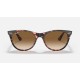 WAYFARER II FLECK
Lenses: Light Brown Gradient  +  Frame: Pink Havana