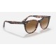 WAYFARER II FLECK
Lenses: Light Brown Gradient  +  Frame: Pink Havana
