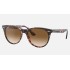 WAYFARER II FLECK
Lenses: Light Brown Gradient  +  Frame: Pink Havana