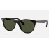 WAYFARER II CLASSIC
Lenses: Green Classic  +  Frame: Tortoise
