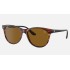 RB2202M SCUDERIA FERRARI COLLECTION
Lenses: Brown Classic B-15  +  Frame: Havana