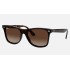 BLAZE WAYFARERLenses: Brown Gradient  +  Frame: Tortoise